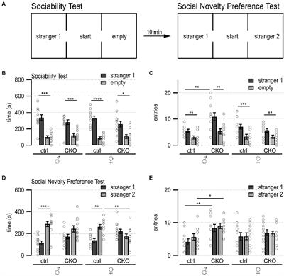 Frontiers | Loss of GABA co-transmission from cholinergic neurons